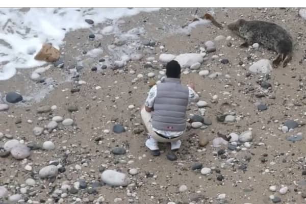 man filmed throwing stones at seal on beach 