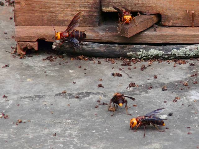 Boozy Asian hornets targeting beer gardens this summer - claims expert insect exterminator 
