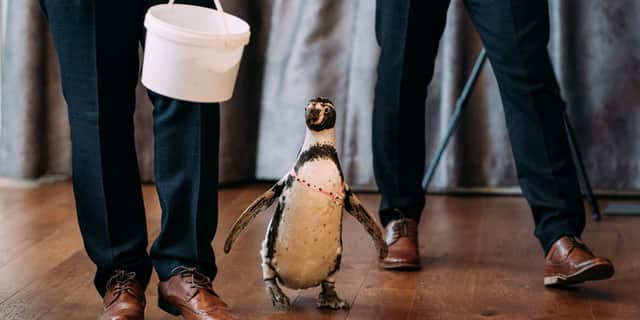 Groom surprises bride with penguin ring bearer at wedding.