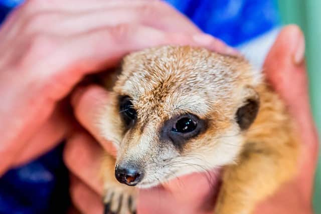 Spend a day with cute animals like meerkats