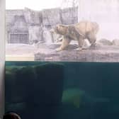 A polar bear working up the courage to jump into a pool.