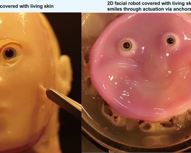 Robots get a 'living skin' makeover thanks to researchers in Japan. Photo by 2024 Takeuchi et al. CC-BY-ND / 