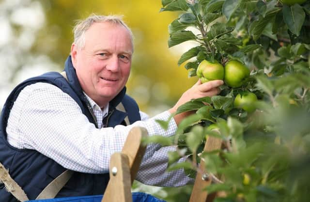 Ulster Farmers' Union. Harvesting apples near Richhill, County Armagh.  Picture: Cliff Donaldson