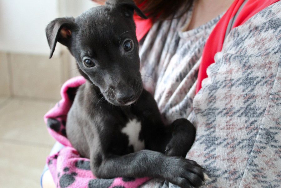 Lurcher best sale puppies rescue